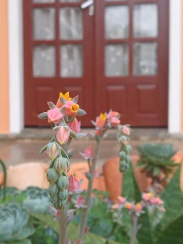 Hostal Recanto Das Abelhas - 400 M Do Centro Hist�rico
