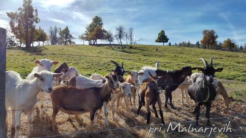 Agroturismo Turisticna Kmetija Pri Malnarjevih