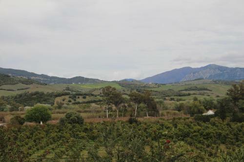 Los Dos Cedros