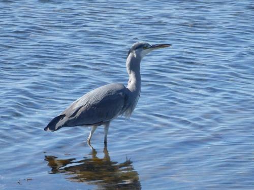 Maison R�nov�e � 250m De La Mer