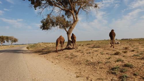 Riad Inna Guest House