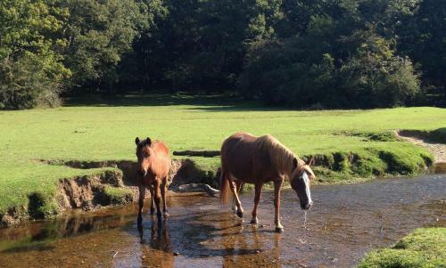 Twin Cottage, New Forest National Park