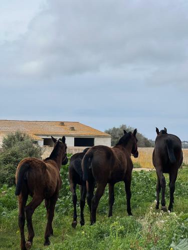 Villa Beislander Country Club