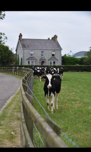 Bed & Breakfast Ballyginniff Farm House