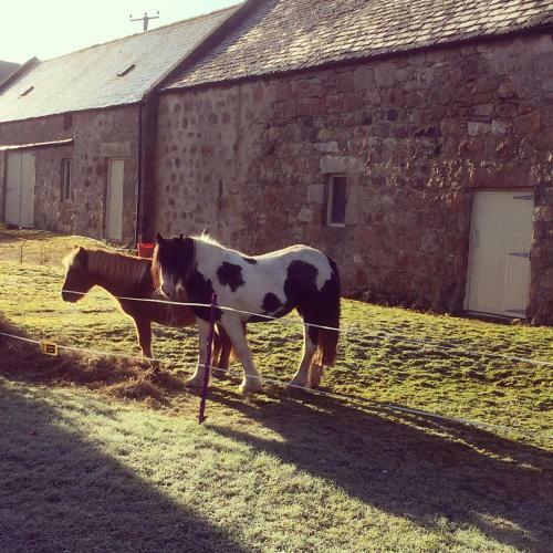 Bed & Breakfast Lettoch Farm