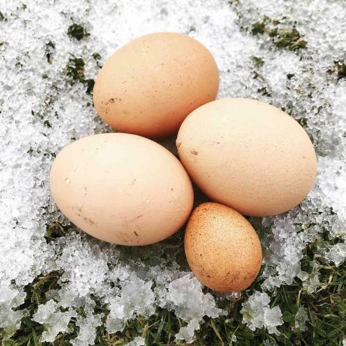 Lettoch Farm Holiday Home