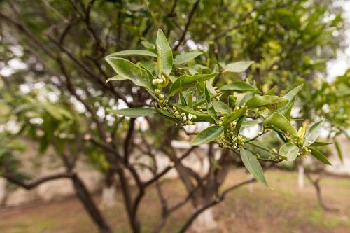 Agroturismo Two Olive Trees