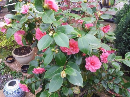 Hostal Compton Guest House