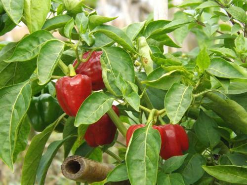 Apartamento Casa Sant Vicent 63