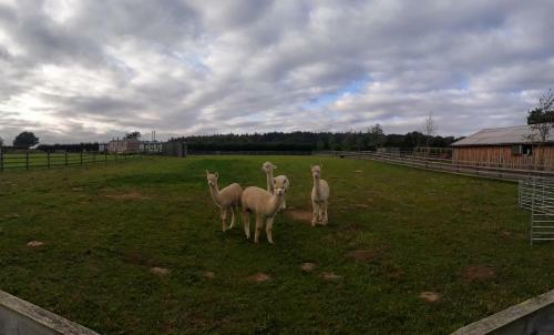 Springwood Shepherd Huts Glamping York