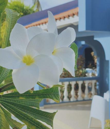 Apartamento Blue Bonaire Resort Nr. 3, Modern En Stijlvol