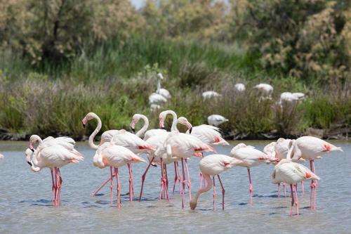 Bed & Breakfast Un Nid En Camargue