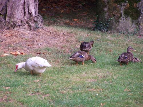 Bed & Breakfast Manoir De La Th�bline