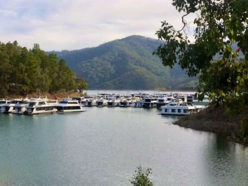 The Tree House