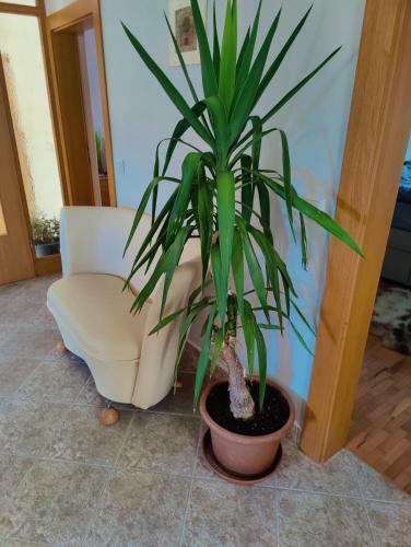 Apartma Ajja