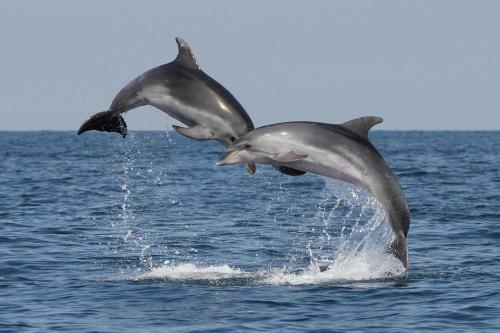 Apartamento Hi?a Delfinov - Old Piran Dolphin House