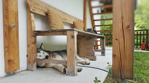 Bovec Home At Three Samoyeds
