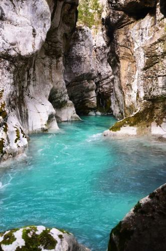 Bovec Home At Three Samoyeds