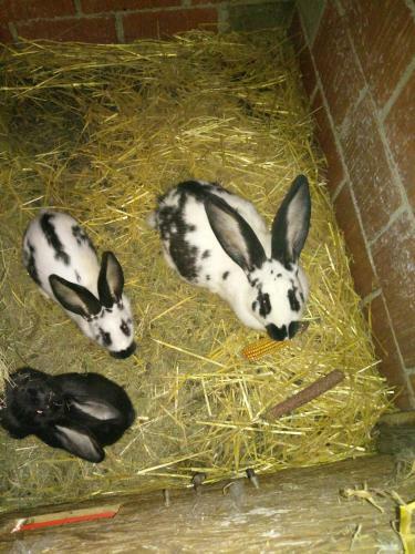 Apartamento Tomdva Ravne