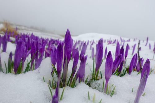 Ko?a Ojstrica - Velika Planina