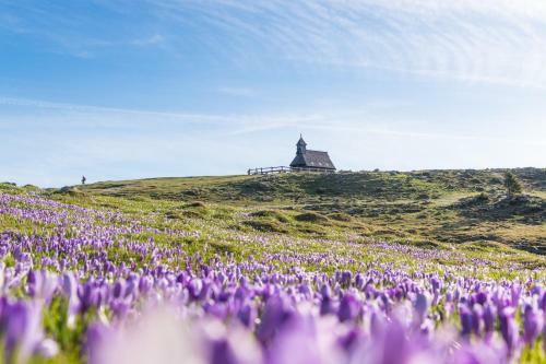 Ko?a Ojstrica - Velika Planina