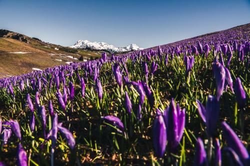 Ko?a ?afran - Velika Planina