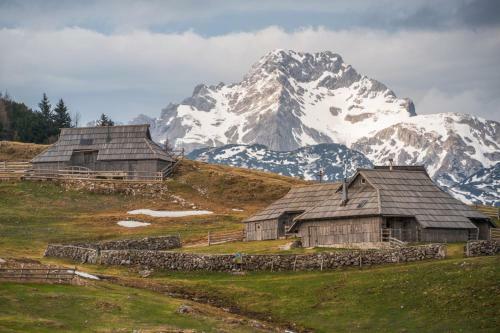 Ko?a ?afran - Velika Planina