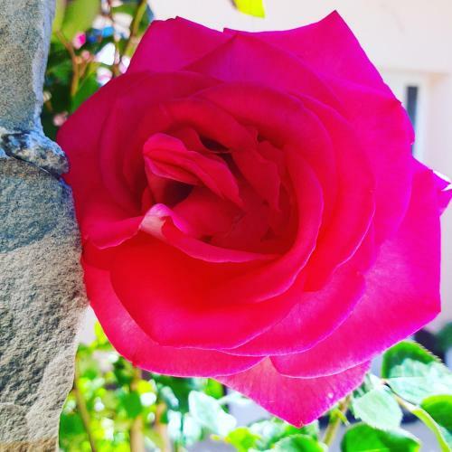 Red Rose Apartment