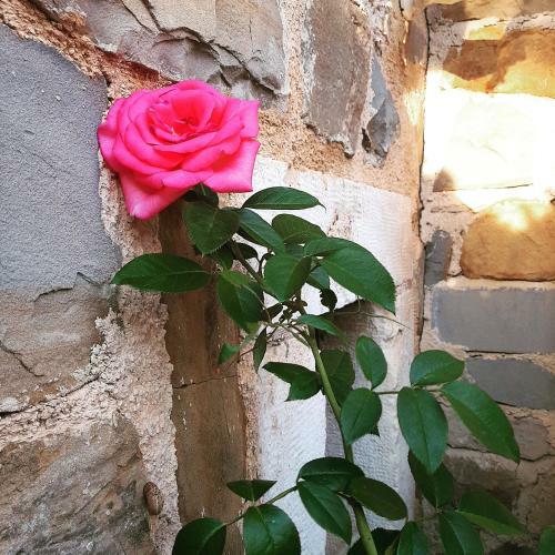 Red Rose Apartment