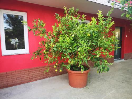 Apartments Franca