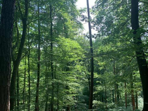 Boutique Glamping Divja Divine