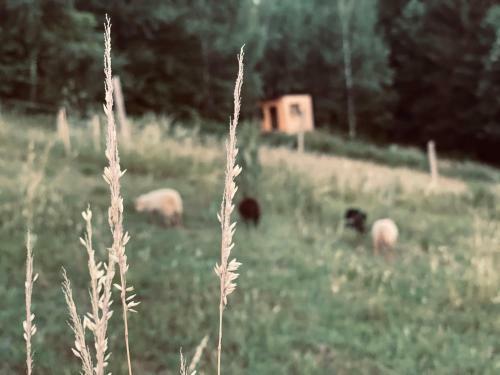 Boutique Glamping Divja Divine