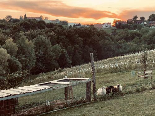 Boutique Glamping Divja Divine