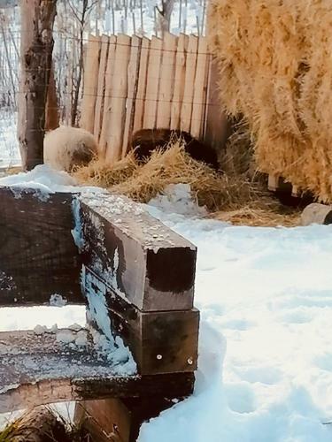 Boutique Glamping Divja Divine