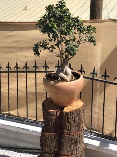 Villa R�zgarg�l� Wind Rose