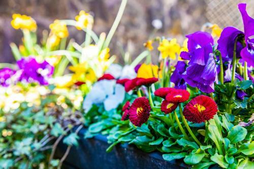 Buxton Centre Cosy Cottage With Free Secure Parking