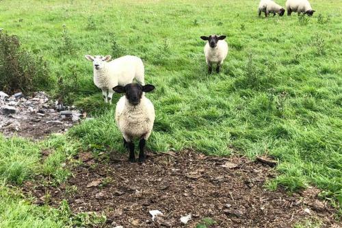 Rooneys @ Ballymagreehan Explore And Unwind