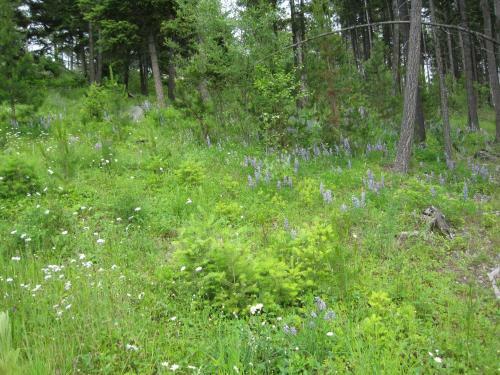 Wild Nature B&B