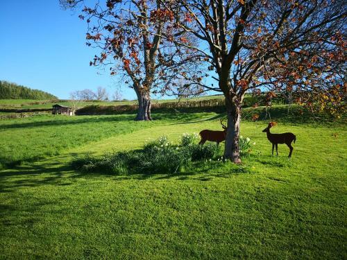 Bed & Breakfast Walnut Tree Farm
