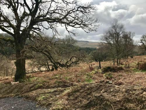 The Nest Glamping Pod