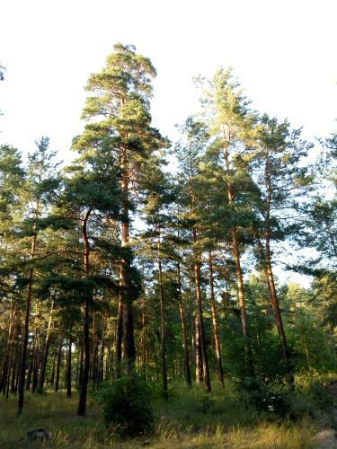 Apartamento Guest House Kiev Forest