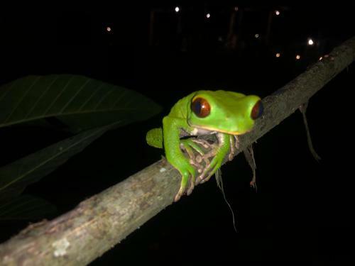 Hotel Jungle Lodge El Jardin Aleman