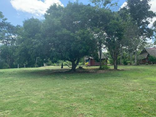 Suipino Ayahuasca Retreat Center