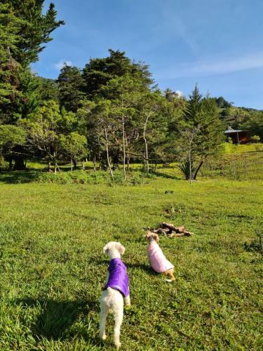 Hostal Mountain View Lodge