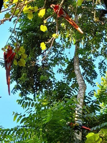 Apartamento Casa Escondida #1 ( Jungle View )