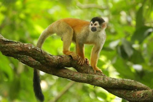 Apartamento New: Wildlife Vacations & Beach Lounge @ Paz
