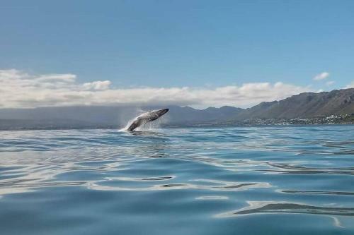 Apartamento Summerplace Gordons Bay Beach Accommodation