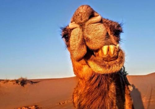 Apartamento Rocky Desert Camping