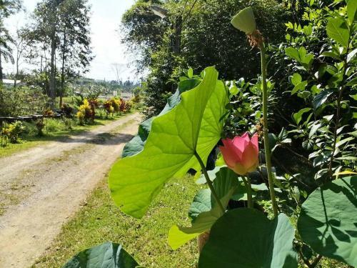 Albergue Suan Bang Bon, B&B - Inn