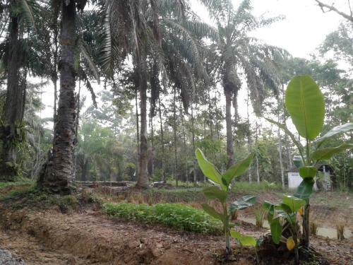 Albergue Suan Bang Bon, B&B - Inn
